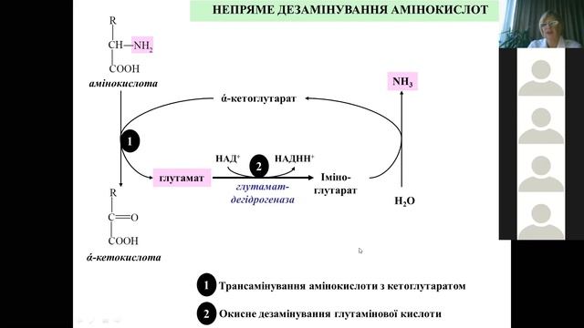 ОБМЕН БЕЛКОВ И АМИНОКИСЛОТ 3. Общие пути метаболизма аминокислот.