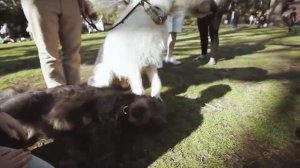 10 АНОМАЛЬНО БОЛЬШИХ СОБАК В МИРЕ. Зомби Чез