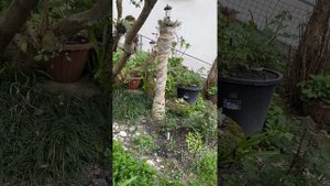 Мой сад,ранункулюсы начинается цветение??