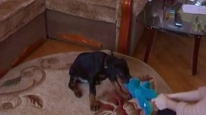 Щенок добермана 2 месяца