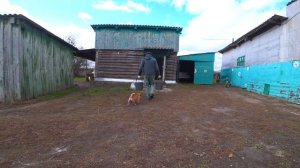 ОКТЯБРЬ 2022 года ЖИЗНЬ В СИБИРСКОЙ ГЛУБИНКЕ. 544 серия ИЗ ГОРОДА В ДЕРЕВНЮ