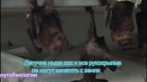 Почему летучие мыши спят вниз головой? #минутабиологии