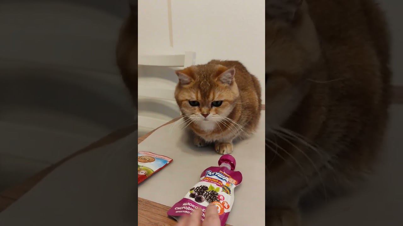 #безкотаижизньнета #котики #смешныекоты #коты #золотаяшиншилла