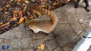 Прикольные Животные Мексики, Coati.