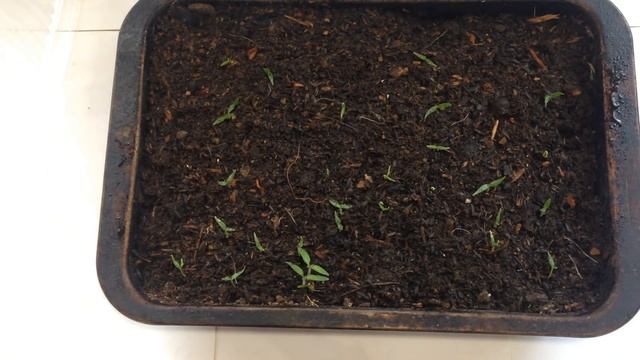 Как правильно прорастить семена перед высадкой на рассаду / Рассада баклажан, перца смотреть онлайн