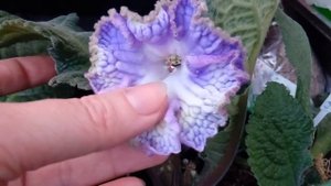 Стрептокарпус DS - 1856, DS - 2080.