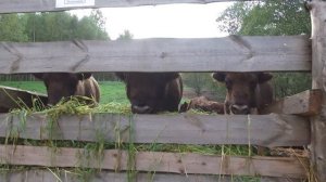 Зубры Смоленское Поозерье