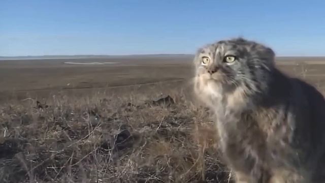 Поймает зайца без ЗУБОВ? Как охотится КОТ-СТАРИК? Питание манула. Манул охотится интересно. смотреть онлайн