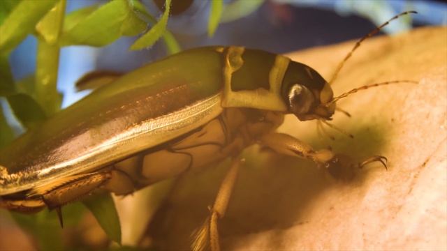 НАШЛИ ЯЙЦА ДОИСТОРИЧЕСКИХ СУЩЕСТВ, ЧТО ИЗ НИХ ВЫЛУПИЛОСЬ? смотреть онлайн