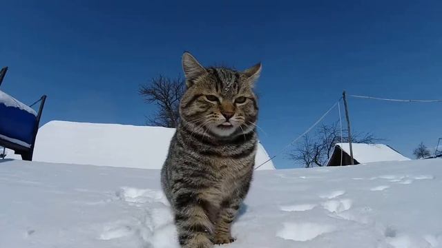 YI lite пример видео в солнечную погоду смотреть онлайн