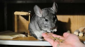 Шиншиллы, выпуск 5