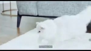 Котики мечтают о паштете Гурмэ