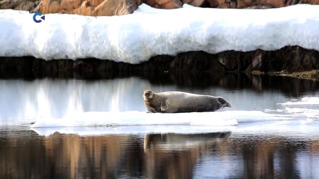 Петрозаводчанин запечатлел на видеокамеру морского зайца, который отдыхал на льдине смотреть онлайн