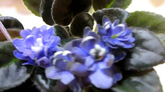 Н-Адам (Н. Бердникова). Фиалка. Мини. Юлия Датта смотреть онлайн