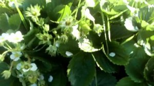 Вы просили - я показываю... Ремонтантные сорта: клубника Кабрилло и Вивара Ферма "Омская Ягода".