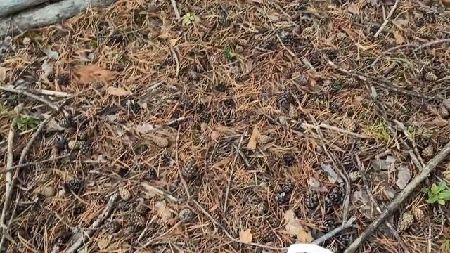 СОСНОВЫЙ БОР! МОХОВИКИ, БЕЛЫЕ ГРИБОЧКИ, РЫЖИКИ. На часок перед работой заехала в лес за грибочками. смотреть онлайн