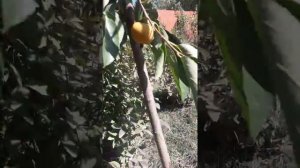 Хурма Россиянка в сентябре, созревание плодов хурмы