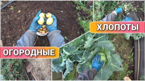 ВЛОГ! Осенние хлопоты на огороде/Подстригаю викторию/уборка на даче осенью/копаем картошку/Про жизнь