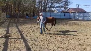 Учим лошадь давать ноги разумным методом Horse Familу .Онлайн консультации+79515024687