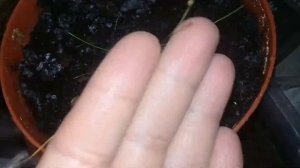 ?Мои комнатные цветы.?Изолепис(комнатный камыш).?