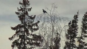 Охота на тетерева с подхода в октябре 2021