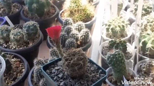 Цветение кактусов в июне продолжается. Переопыляю, зреют семена.