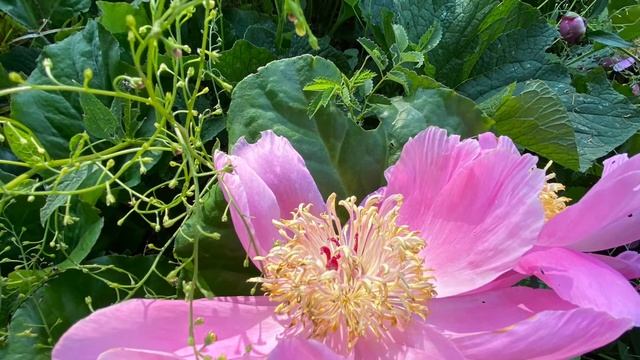 The Roses of the Frankfurt Palmengarten смотреть онлайн