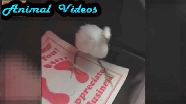 Смешные собаки Забавные птицы Свежая подборка приколов с животными смотреть онлайн