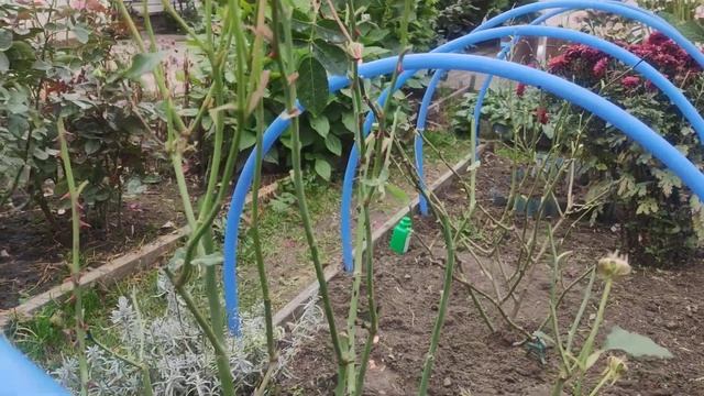 Укрытия для кустовых роз. Дуги из водяных труб. смотреть онлайн