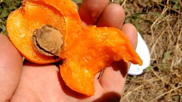 Абрикос Свит Кот apricot Sweet Cot. Первые плоды, видеообзор от Макси Сад смотреть онлайн