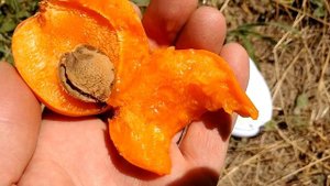 Абрикос Свит Кот apricot Sweet Cot. Первые плоды, видеообзор от Макси Сад