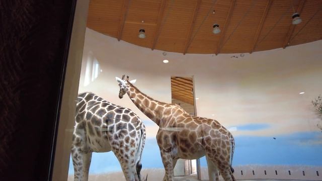 Пражский зоопарк | Что посетить в Праге смотреть онлайн