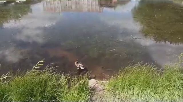 Утка на пруду, июнь 2023 года) смотреть онлайн