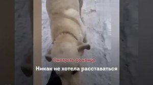 Вот такой умный песик))