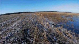 Охота со спаниелем на куропатку.Поиск подранка.РОС 7 месяцев.Везучий заяц
