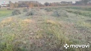 труд на земле. заготовка сена осенью. сельские будни.