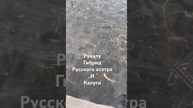 Рукалу - мама Русский осетр, а папа Калуга #shortvideo #белугафиш #осетроваяферма #узв #осетр