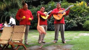 Flamenco Flamingo