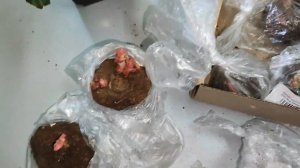 Много клубневых бегоний