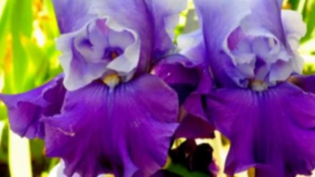 Ирисы для вас.. смотреть онлайн