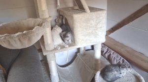 Почему мама кошка кусает котенка? Он очень послушный ?