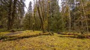 коран перед сном. успокаивающее чтение
