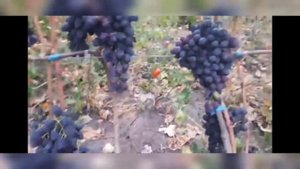 Гиссарский виноград. Таджикистан