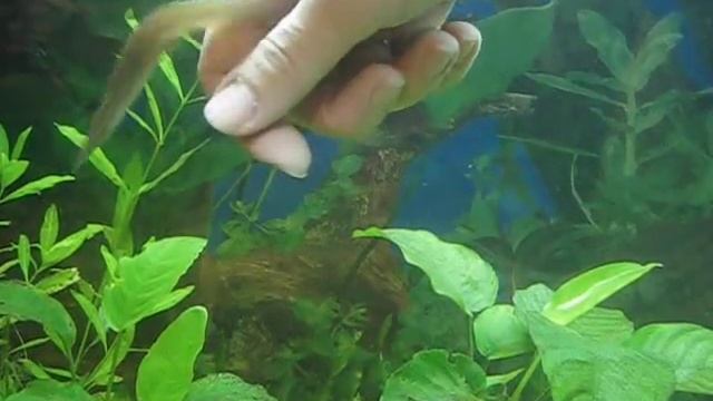 Малыш макрогнатус смотреть онлайн