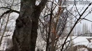 Поймать птицу Простая ловушка. Дедовский способ. Охота на птицу.