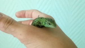 Как приручить ящерицу или воспитание ящерицы.Как приручить ящерицу или воспитание ящерицы.