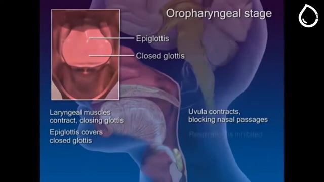 Процесс глотания