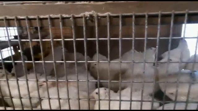 Новая кровь для перепелов или селекция, что лучше? смотреть онлайн