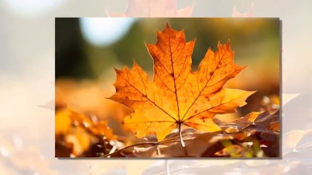 Листья желтые. смотреть онлайн