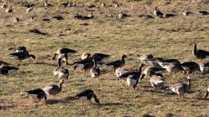 ДИКИЕ ГУСИ#Кологрив#гуси